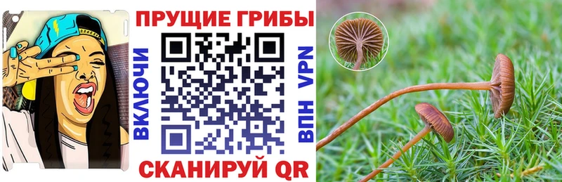 МЕГА зеркало  Котельнич  Псилоцибиновые грибы MAGIC MUSHROOMS  дарнет шоп 
